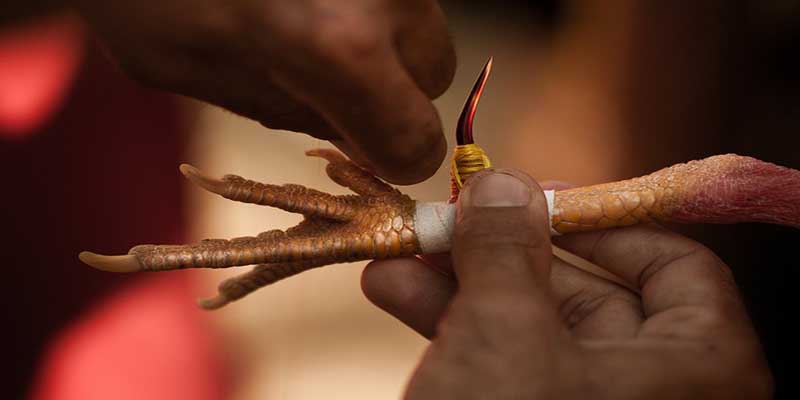 Đá Gà Cựa Sắt F8BET – Cảm Nhận Trận Đấu Cực Đỉnh 7 Các chiến thuật giúp bạn đại thắng